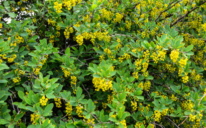 Berberis Vulgaris                       (crespino)